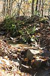 Autumn Bucks County, Pa Foliage-autumn Leaf Filled Rocky Creek With Ferns Stock Photo