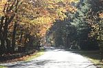 Autumn Bucks County, Pa Foliage-road Foliage Tunnel With Stone Wall And Pumpkins Stock Photo