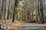 Autumn Bucks County, Pa Foliage-winding Leaf Strewn Road With Rock Pile And Autumn Woods Stock Photo