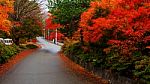 Autumn Color Leaves With Curve Street Stock Photo
