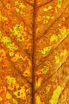 Autumn Leaf Stock Photo