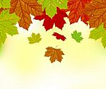 Autumn Leaves Background Stock Photo