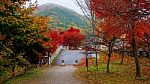 Autumn Leaves In Kawaguchiko, Stock Photo