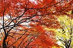 Autumn Maple Leaves Stock Photo