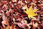 Autumn Maple Leaves Stock Photo