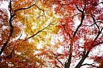 Autumn Maple Leaves Stock Photo