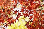 Autumn Maple Leaves Stock Photo