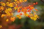 Autumn Red And Yellow Maple Leaves Stock Photo