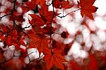 Autumn, Red Maple Leaves Stock Photo