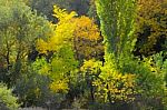 Autumn Scenery Near A Lake With Yellow Leaves On  Trees In Fall Stock Photo
