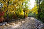 Autumn Scenery With Yellow, Green And Red Shinning Leaves In Fall In The Forest Stock Photo