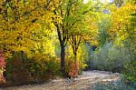 Autumn Scenery With Yellow, Green And Red Shinning Leaves In Fall In The Forest Stock Photo