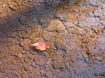 Autumn Shot Of Red And Yellow Leaf Floating In Creek Stock Photo