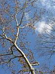 Autumn Shot Of Sour Gum Tree With Blue Sky And Floating Clouds Stock Photo