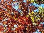 Autumn Tree Colors Stock Photo