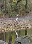 Autumn White Heron On Country Road With Creek Reflection Stock Photo