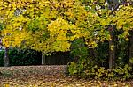 Autumnal Colours  Of A Maple Tree In East Grinstead Stock Photo