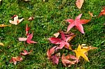 Autumnal Fallen Leaves Of A Japanese Maple Tree In East Grinstea Stock Photo