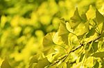 Autumnal Ginkgo Tree,leaf Background Stock Photo