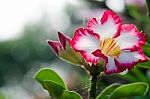  Azalea Flowers Blooming White Color Phu Echea Guard And Sun Stock Photo