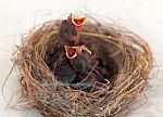 Baby Birds In A Nest Stock Photo