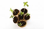 Baby Cannabis Plant Vegetative Stage Of Marijuana Growing Stock Photo
