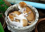 Baby Cat Sleeping In The Pot Stock Photo