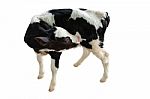 Baby Cow On A White Background,isolated Stock Photo