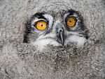 Baby Eagle Owl Stock Photo