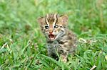 Baby Leopard Cat Stock Photo