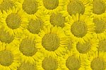 Background Made Of Beautiful Yellow Sunflowers Stock Photo