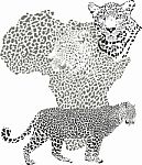 Background With Map Of African Continent With Leopard Stock Photo