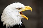 Bald Eagle Close Up Stock Photo