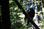 Bald Eagle -national Bird Of America Stock Photo