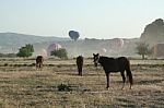 Balloons And Horses At Valley In Cappadocia Stock Photo
