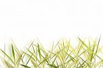 Bamboo Background Stock Photo