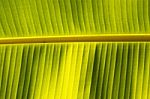 Banana Leaf Stock Photo