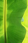 Banana Leaf Stock Photo