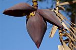 Banana Seed Pod Stock Photo