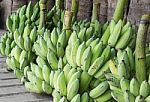 Bananas Harvesting To Market In Close Up Stock Photo