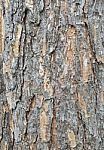 Bark Of Big Tree In Forest Stock Photo