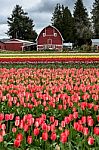 Barn And Tulip Field Stock Photo