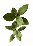 Bay Leaf Fresh Herb Plant Isolated Stock Photo