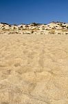 Beach Landscape With Dune Vegetation And Sand Stock Photo