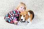 Beagle And A Child Stock Photo