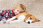 Beagle And Child Stock Photo
