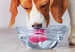 Beagle Dog Drinking Stock Photo