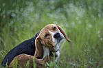 Beagle Dog  In The Wiild Flower Field Stock Photo