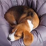 Beagle On A Soft Chair Stock Photo