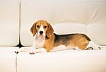 Beagle On The Sofa Stock Photo